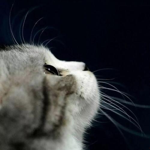 娱乐吃瓜君猫咪,揭秘娱乐圈的萌宠生活