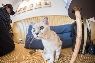 娱乐吃瓜酱猫咖